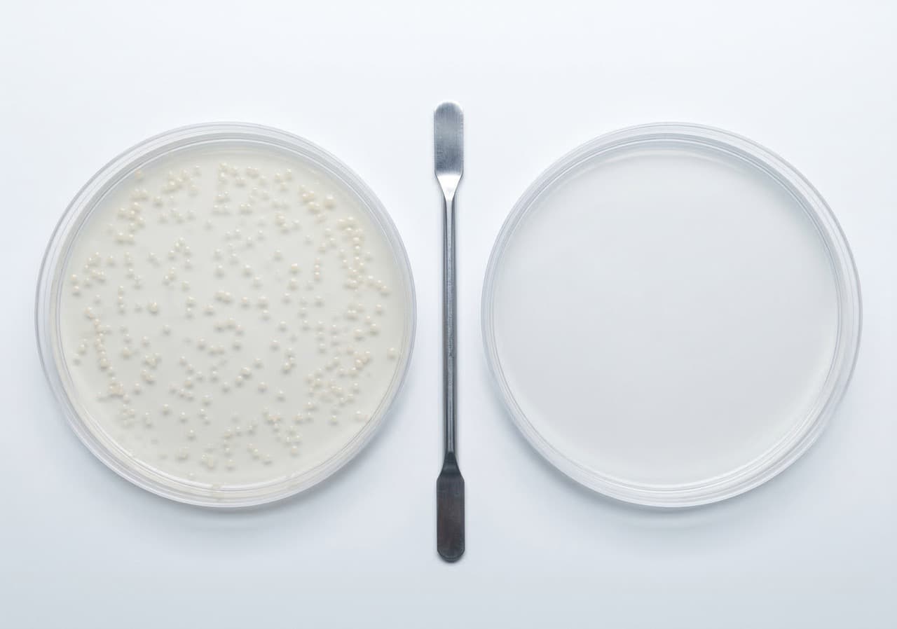 Two petri dishes side by side — bacterial colony growth visible in the composted litter sample (left) versus zero growth in the subcritically-treated sample (right) — illustrating the greater than 99.7% antibiotic residue destruction rate subcritical water hydrolysis achieves at 200°C, which conventional composting at 55–70°C cannot match.