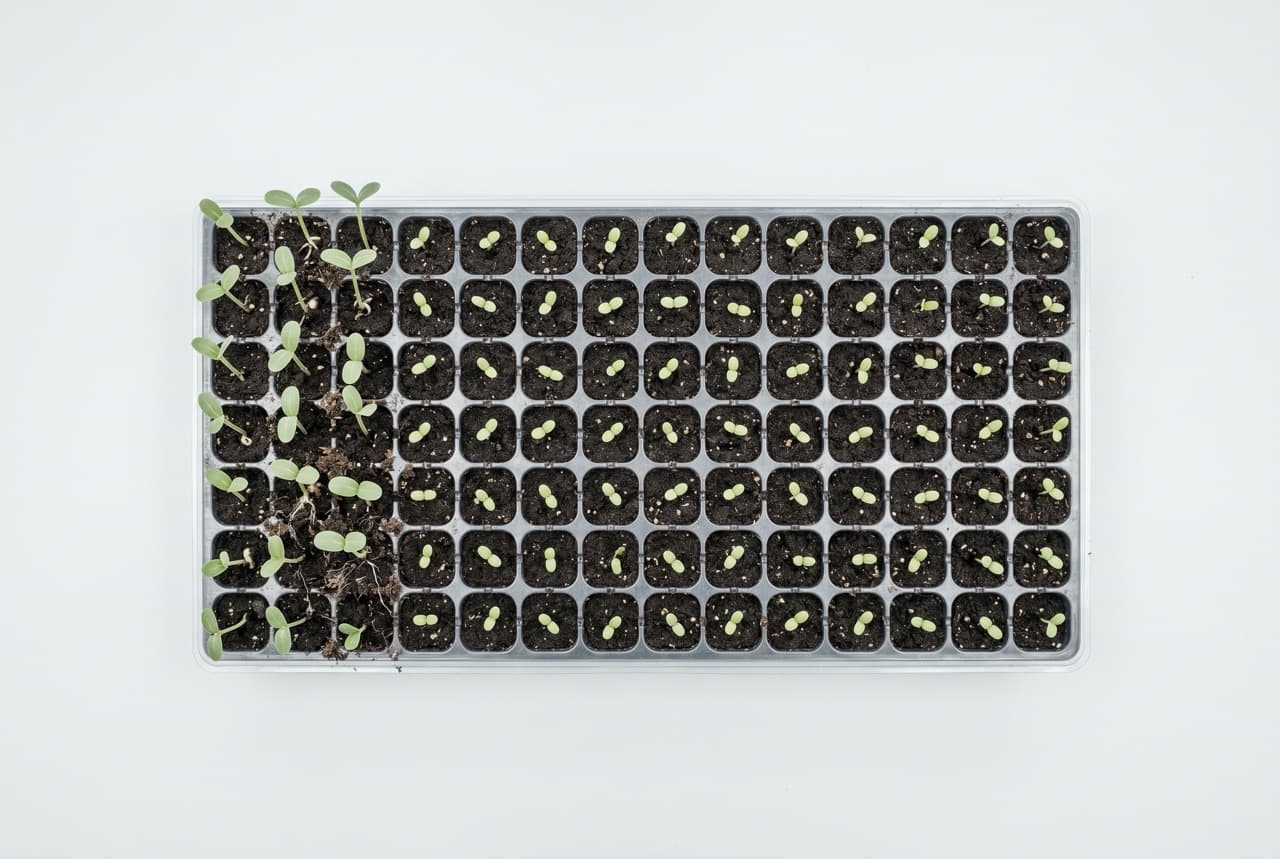 Crop seedling root development comparison showing improved germination index and root length in SWH hydrolysate-irrigated plants versus untreated control — published trial result confirming amino acid biostimulant effect of subcritical water hydrolysis liquid fertilizer